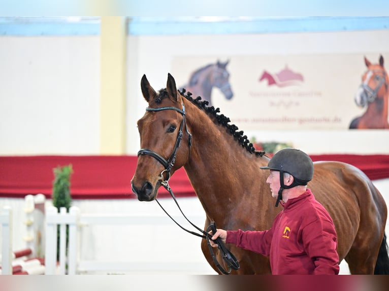 Caballo de deporte alemán Semental 4 años 172 cm Castaño in Leipzig