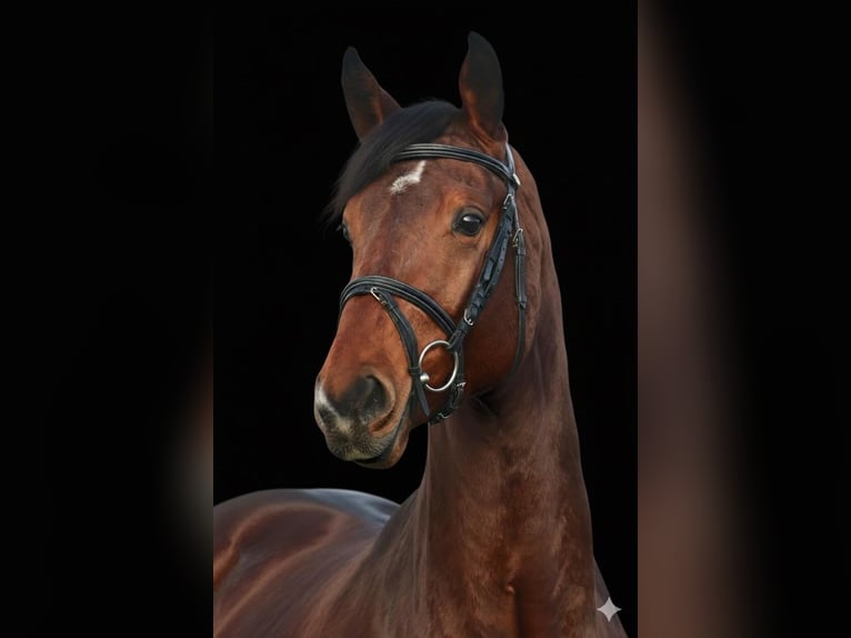 Caballo de deporte alemán Semental 4 años 173 cm Castaño in Warendorf
