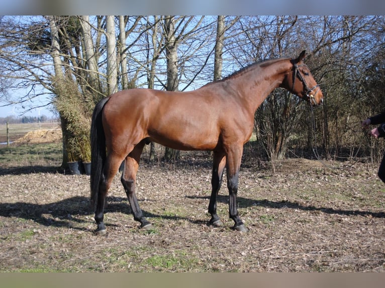 Caballo de deporte alemán Semental 4 años 173 cm Castaño in Warendorf
