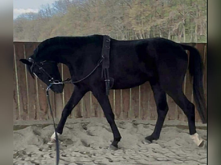 Caballo de deporte alemán Semental 4 años 174 cm Negro in Gyoma