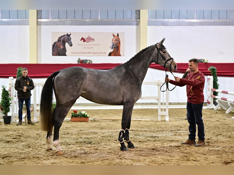 Caballo de deporte alemán Semental 4 años 174 cm Tordo in Leipzig