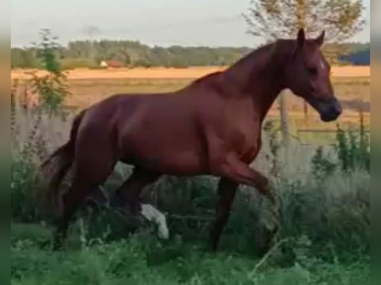 Caballo de deporte alemán Semental 5 años 168 cm Alazán in Uelzen