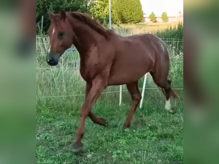 Caballo de deporte alemán Semental 5 años 168 cm Alazán in Uelzen