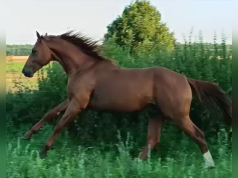 Caballo de deporte alemán Semental 5 años 168 cm Alazán in Uelzen