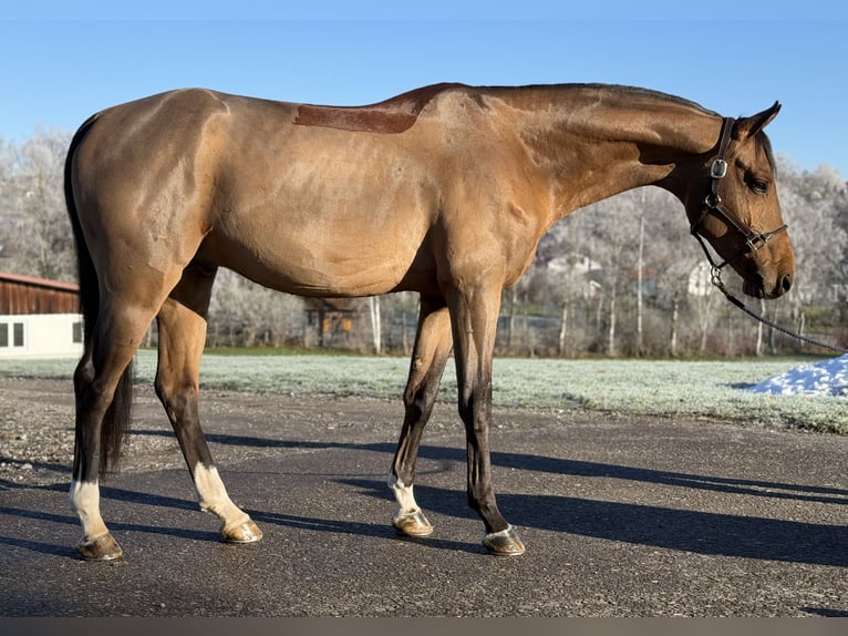 Caballo de deporte alemán Semental 5 años 168 cm Castaño in Altusried