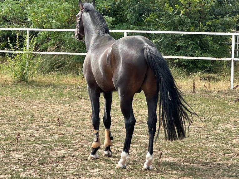 Caballo de deporte alemán Semental 5 años 168 cm Castaño in Vlădiceasca