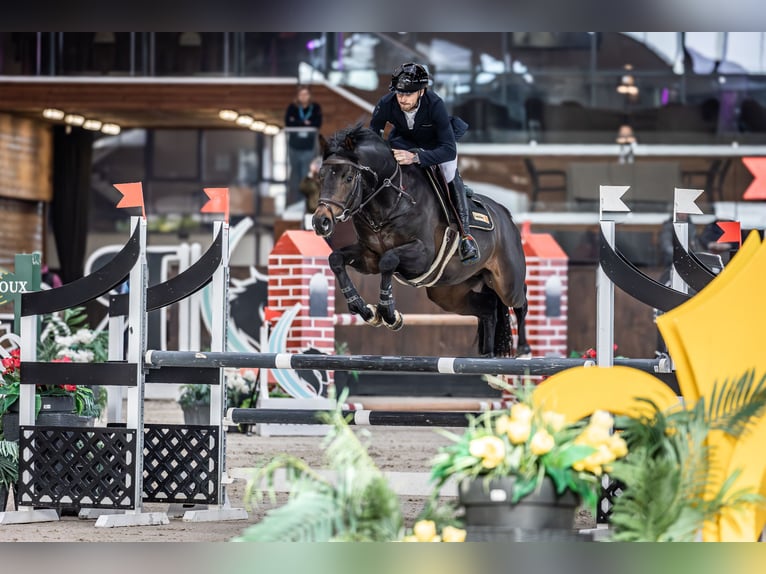 Caballo de deporte alemán Semental 5 años 168 cm Castaño in Vlădiceasca