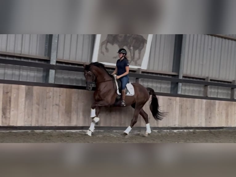 Caballo de deporte alemán Mestizo Semental 5 años 173 cm Alazán-tostado in Hunsel Caballo de deporte alemán Mestizo Semental 5 años 173 cm Alazán-tostado in Hunsel