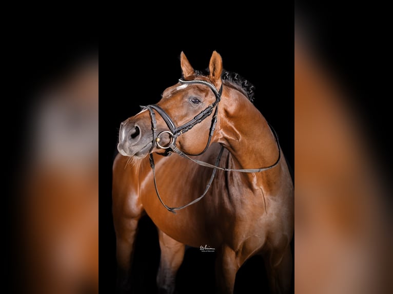 Caballo de deporte alemán Semental 5 años 173 cm Castaño in Herrenberg