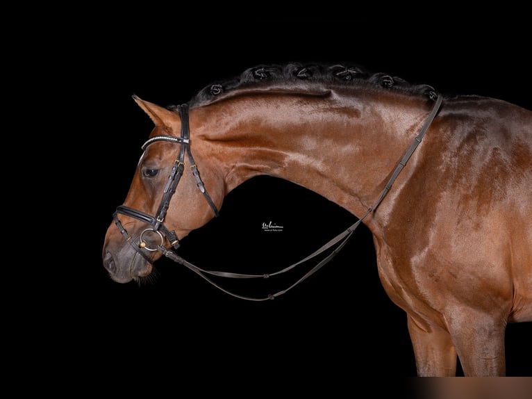 Caballo de deporte alemán Semental 5 años 173 cm Castaño in Herrenberg