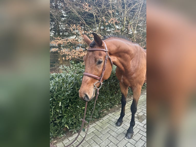 Caballo de deporte alemán Semental 5 años Castaño in Visbek