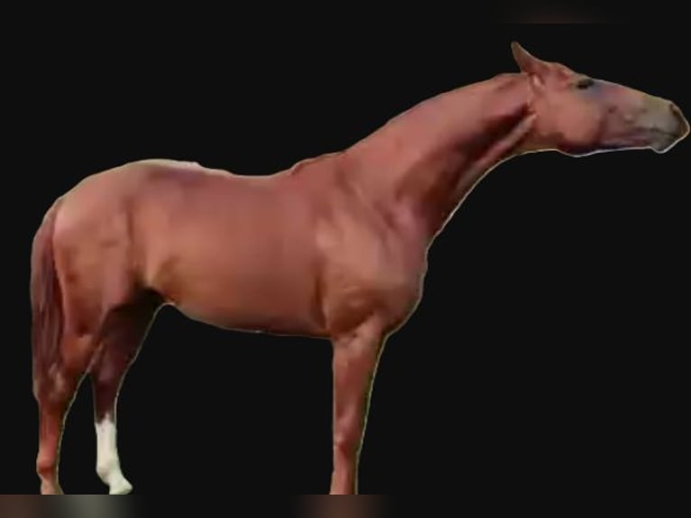 Caballo de deporte alemán Semental 6 años 168 cm in Uelzen