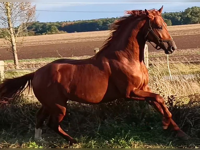 Caballo de deporte alemán Semental 6 años 168 cm in Uelzen