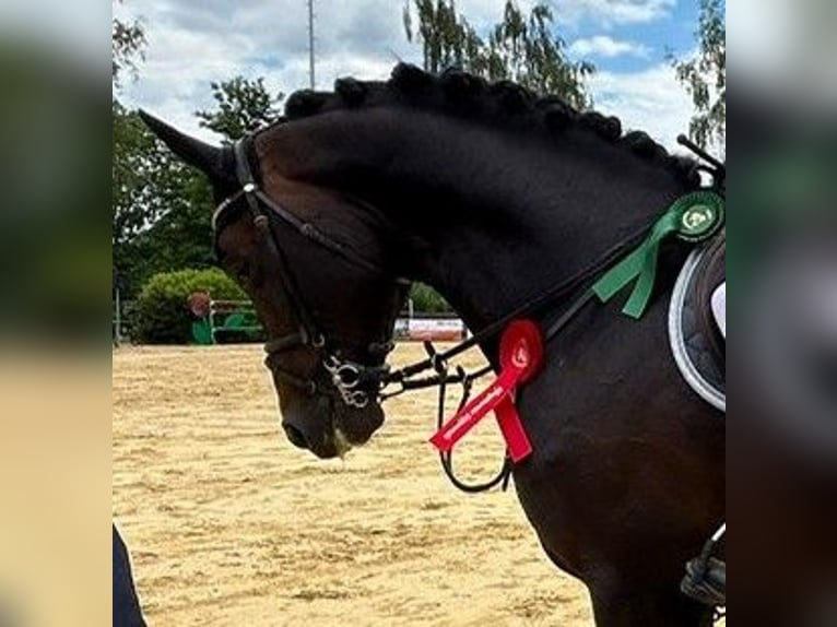 Caballo de deporte alemán Semental 6 años 169 cm Castaño in Olfen