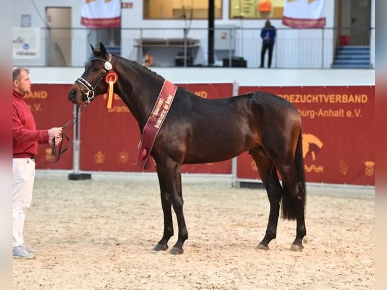 Caballo de deporte alemán Semental 6 años 169 cm Castaño in Olfen