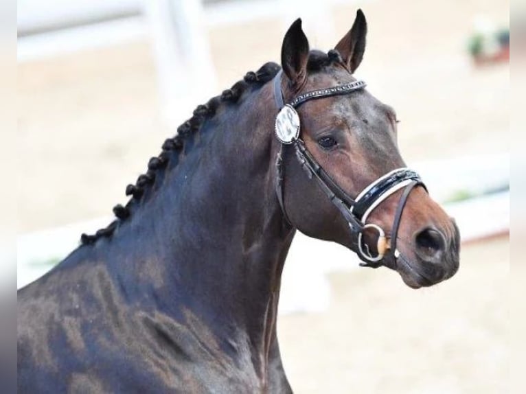 Caballo de deporte alemán Semental 6 años 169 cm Castaño in Olfen