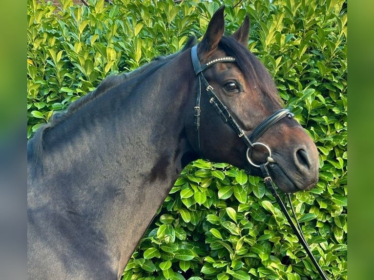 Caballo de deporte alemán Semental 6 años 169 cm Castaño in Olfen