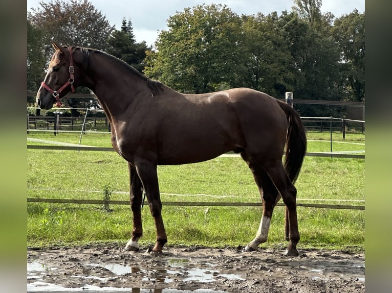 Caballo de deporte alemán Mestizo Semental 6 años 173 cm Alazán-tostado in Hunsel