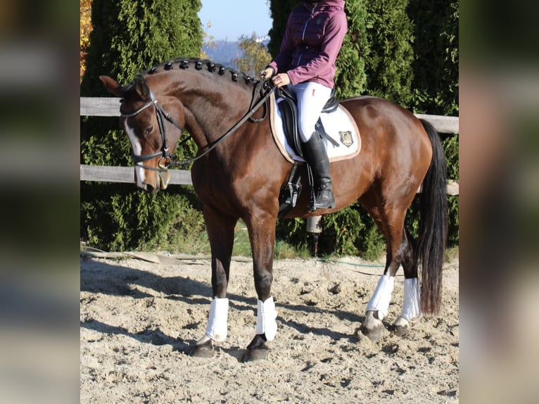 Caballo de deporte alemán Semental 7 años 165 cm Castaño in Börnichen/Erzgebirge