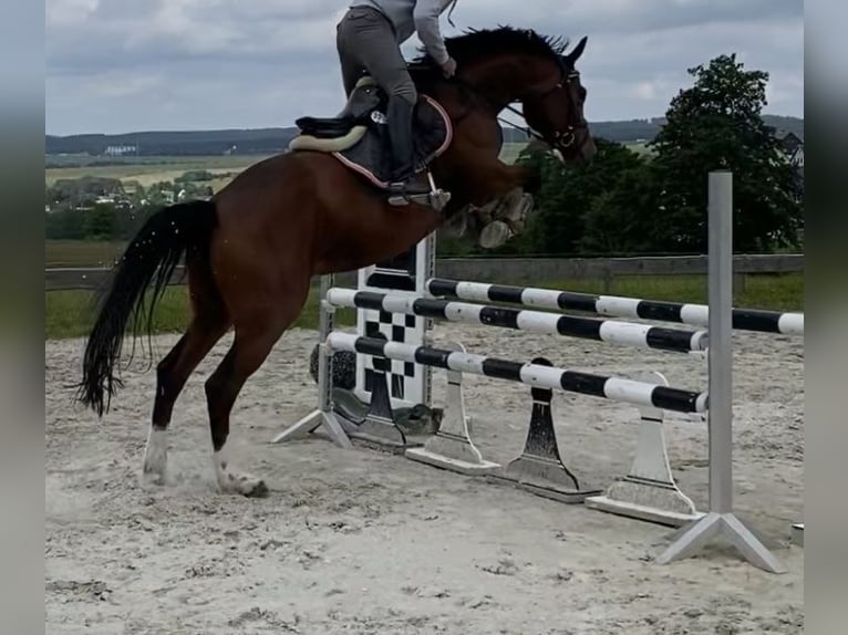 Caballo de deporte alemán Semental 7 años 165 cm Castaño in Börnichen/Erzgebirge