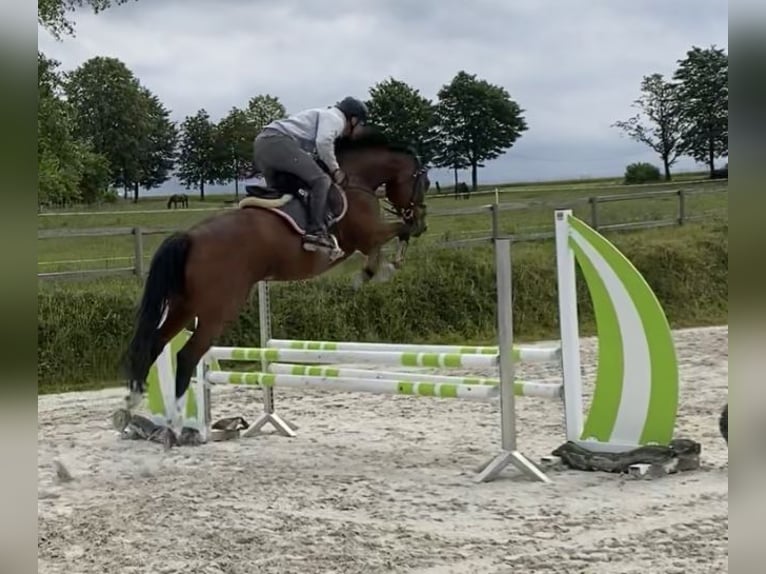 Caballo de deporte alemán Semental 7 años 165 cm Castaño in Börnichen/Erzgebirge