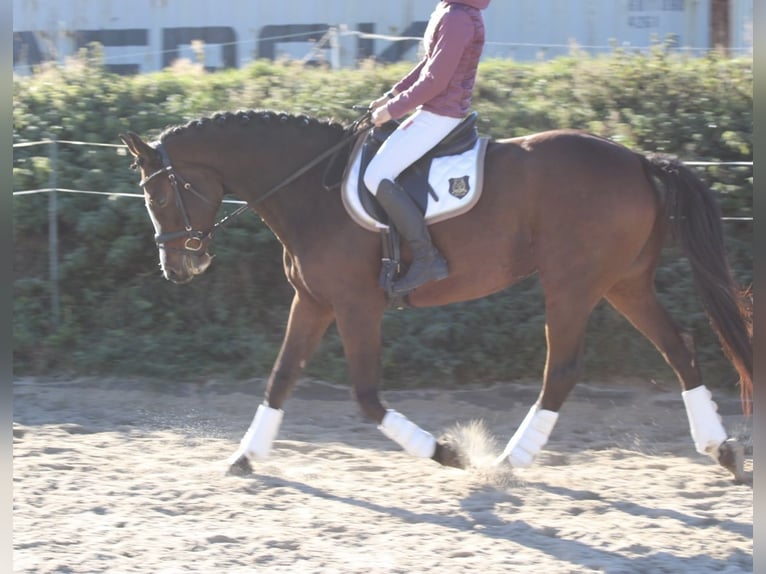Caballo de deporte alemán Semental 7 años 165 cm Castaño in Börnichen/Erzgebirge