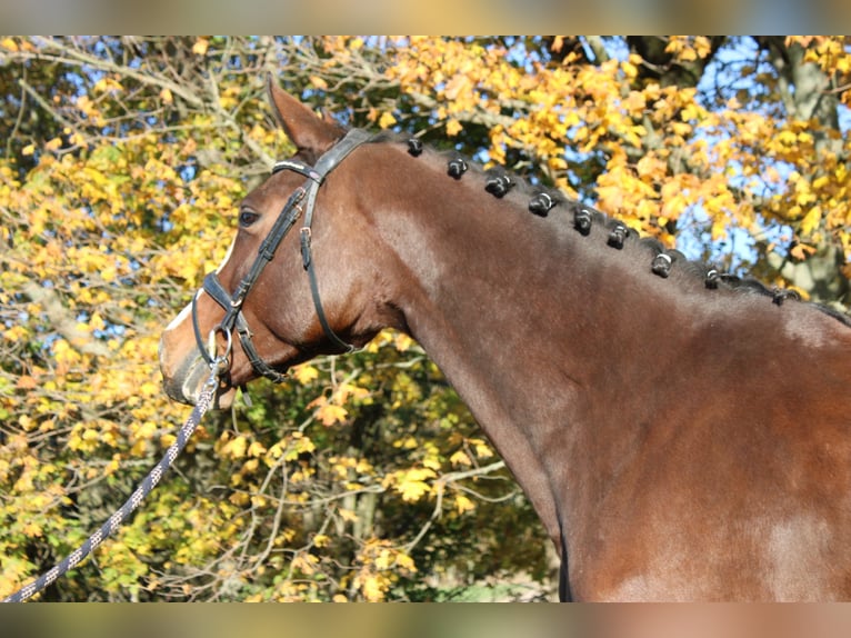 Caballo de deporte alemán Semental 7 años 165 cm Castaño in Börnichen/Erzgebirge