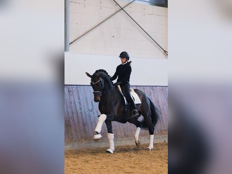 Caballo de deporte alemán Semental 7 años 167 cm Castaño in Soest