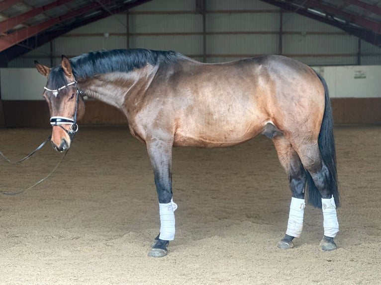 Caballo de deporte alemán Semental 7 años 167 cm Castaño in Kietz