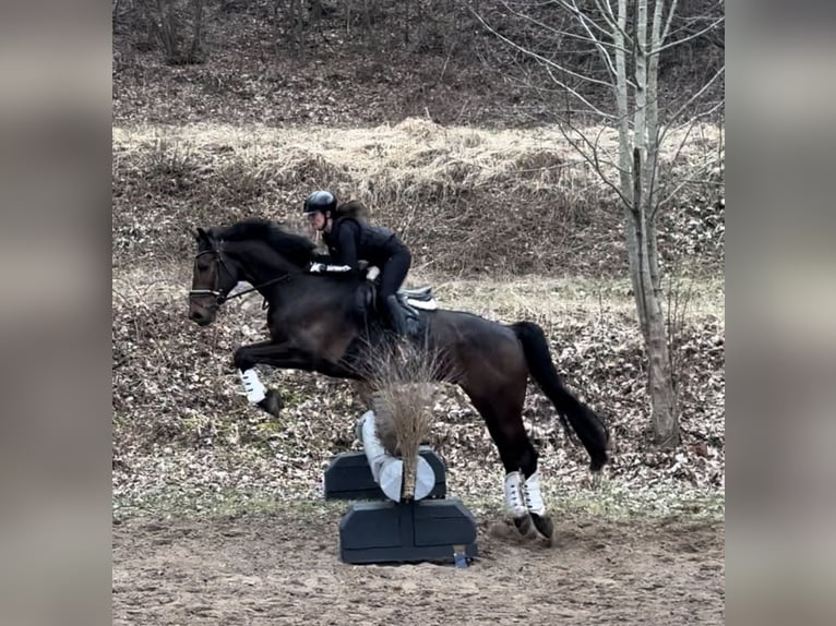 Caballo de deporte alemán Semental 7 años 170 cm Castaño oscuro in Malente