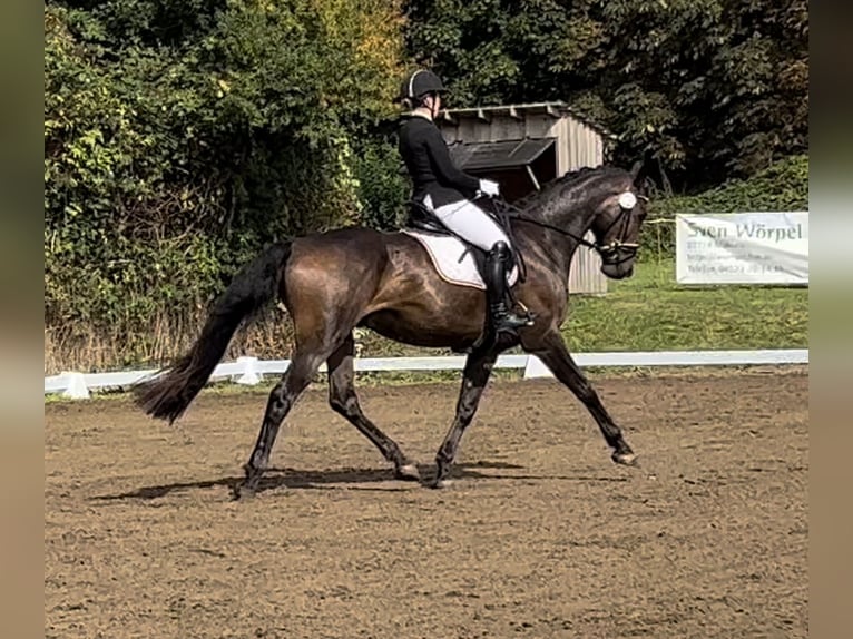 Caballo de deporte alemán Semental 7 años 170 cm Castaño oscuro in Malente