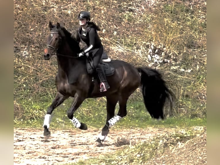 Caballo de deporte alemán Semental 7 años 170 cm Castaño oscuro in Malente