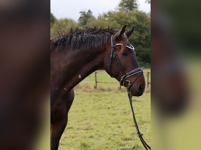 Caballo de deporte alemán Semental 7 años 170 cm Castaño oscuro in Malente