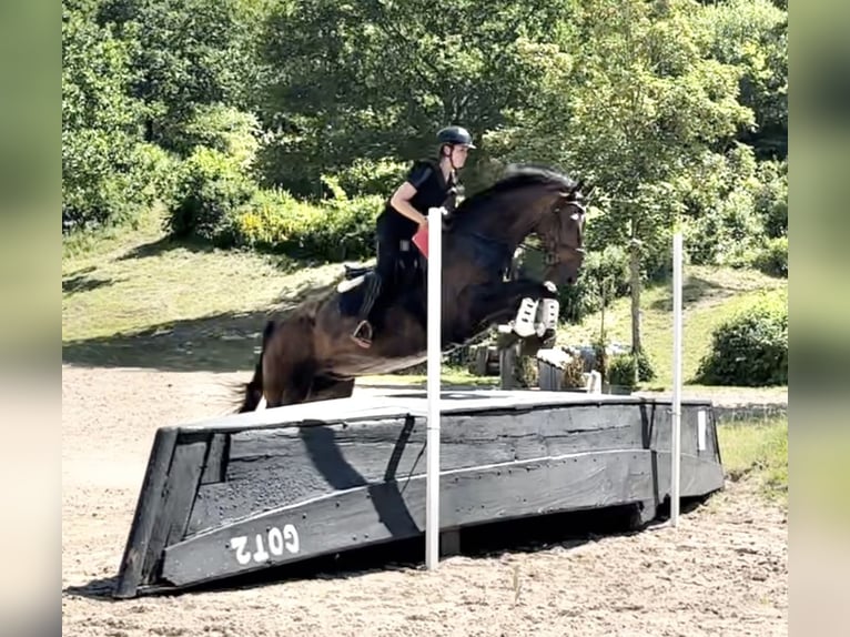 Caballo de deporte alemán Semental 7 años 170 cm Castaño oscuro in Malente