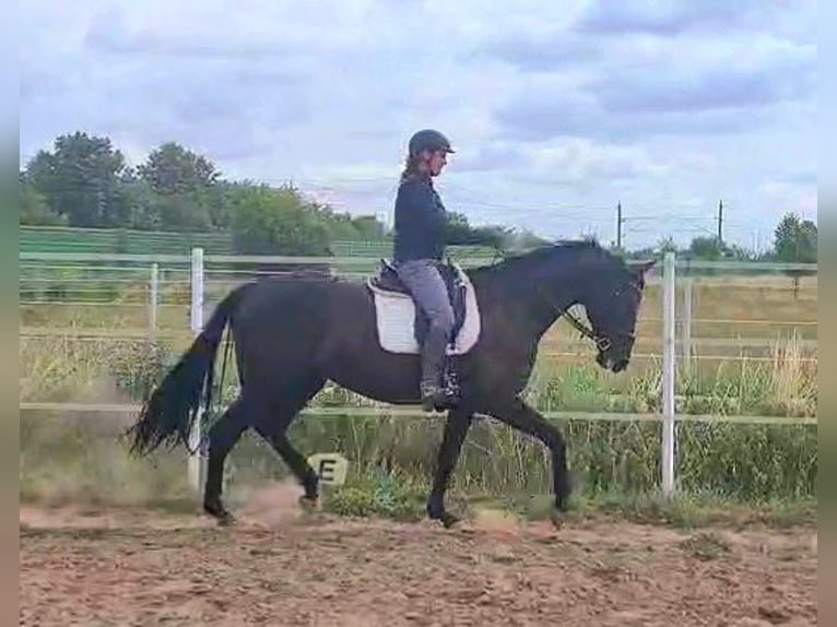 Caballo de deporte alemán Semental 7 años 175 cm Negro in Wustermark