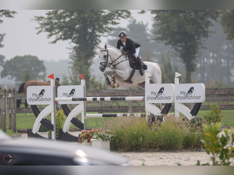 Caballo de deporte alemán Semental 8 años 167 cm Tordo in Krokenbwrg