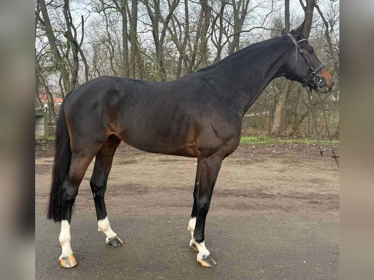 Caballo de deporte alemán Semental 8 años 170 cm Castaño rojizo in Perkáta