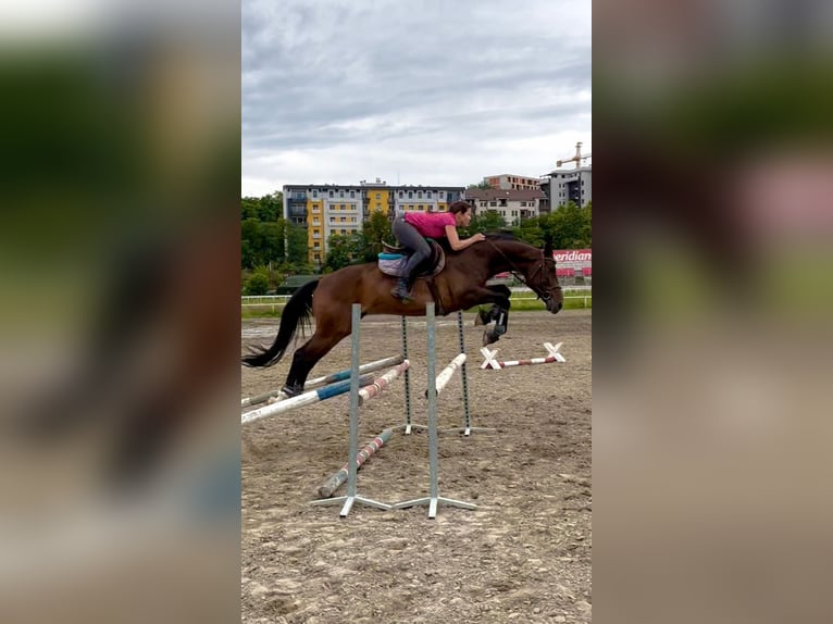 Caballo de deporte alemán Semental 9 años 165 cm Castaño in Belgrade