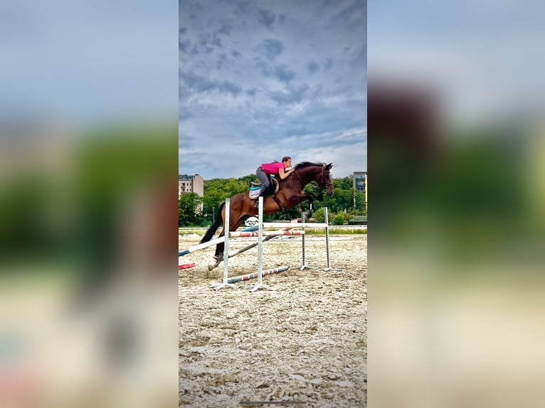 Caballo de deporte alemán Semental 9 años 165 cm Castaño in Belgrade