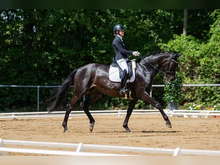 Caballo de deporte alemán Semental in Hülben