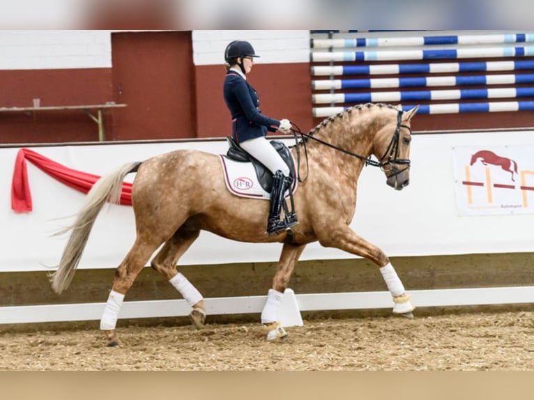 Caballo de deporte alemán Semental in Marl