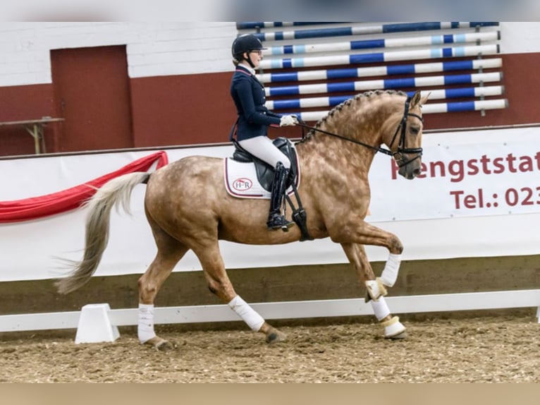 Caballo de deporte alemán Semental in Marl
