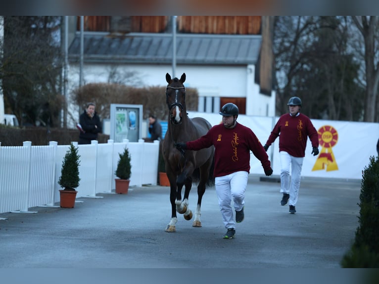 Caballo de deporte alemán Semental Castaño in Werder