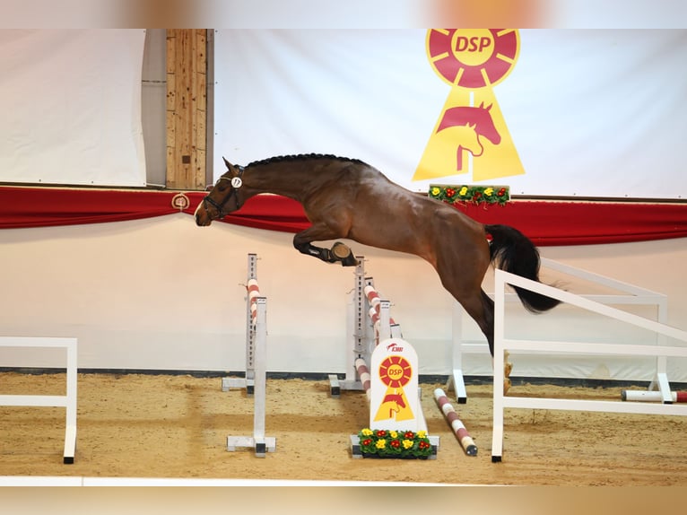 Caballo de deporte alemán Semental Castaño in Werder