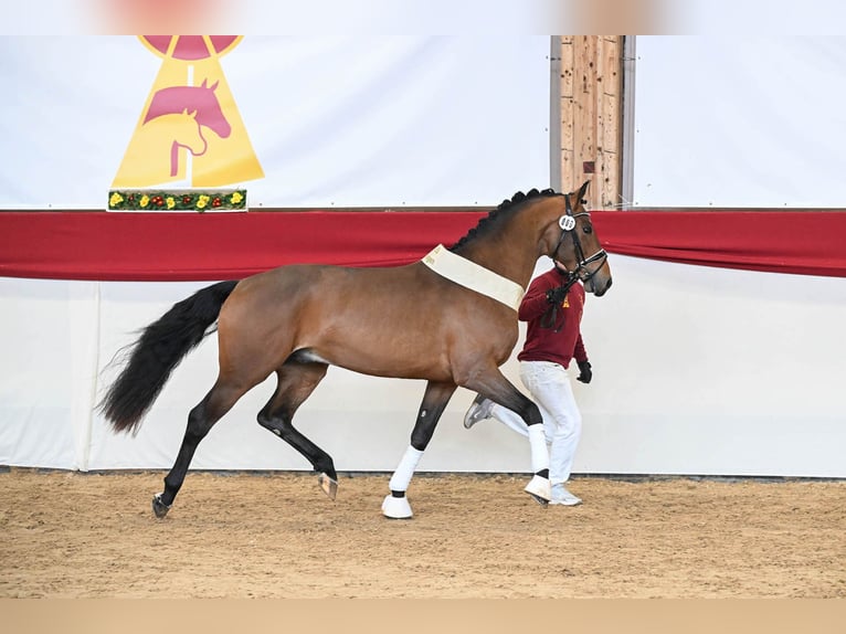 Caballo de deporte alemán Semental Castaño in Pfarrkirchen