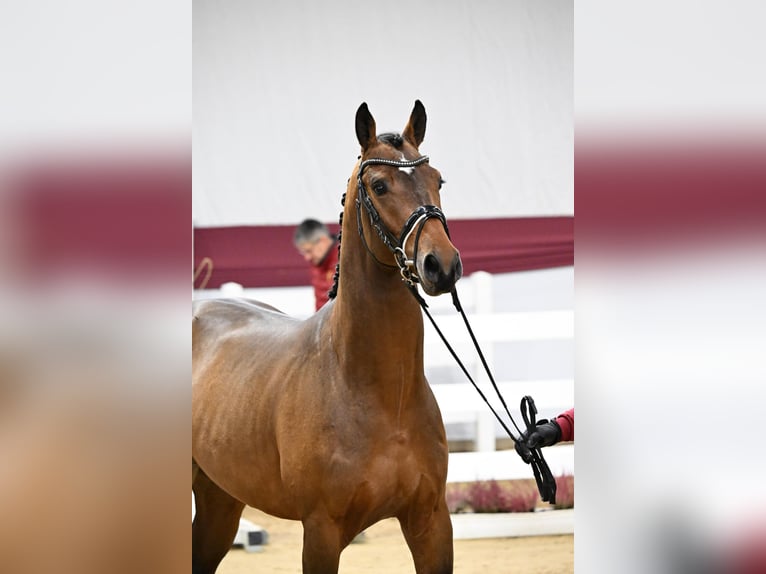 Caballo de deporte alemán Semental Castaño in Pfarrkirchen