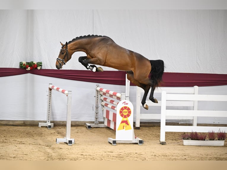 Caballo de deporte alemán Semental Castaño in Pfarrkirchen