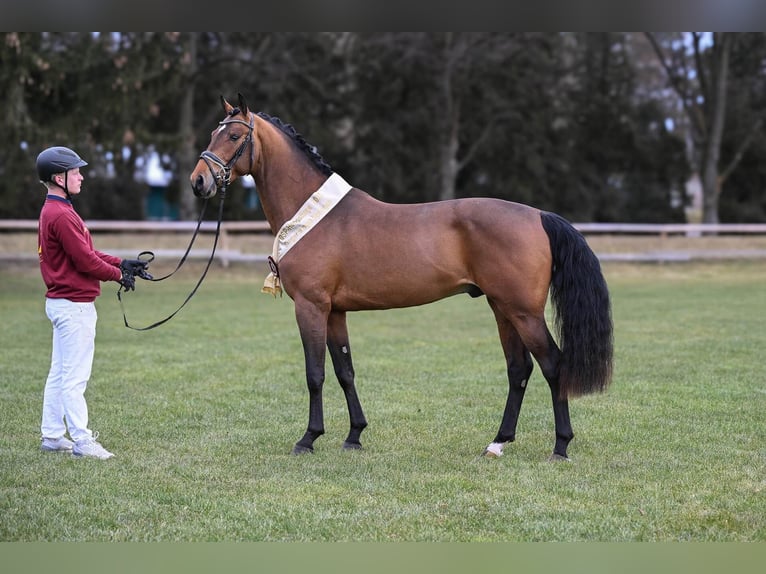 Caballo de deporte alemán Semental Castaño in Pfarrkirchen