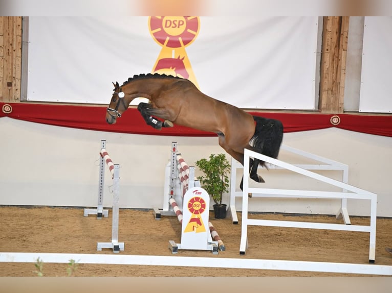 Caballo de deporte alemán Semental Castaño in Pfarrkirchen