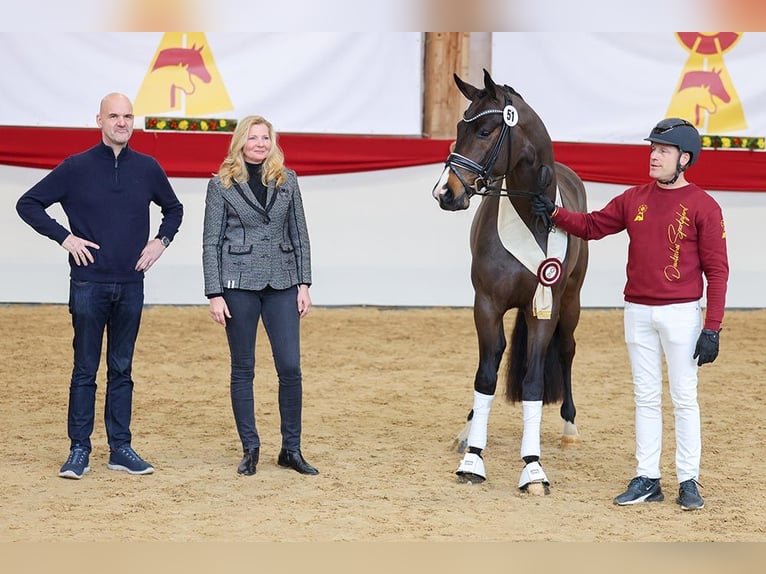 Caballo de deporte alemán Semental Castaño oscuro in Lemwerder